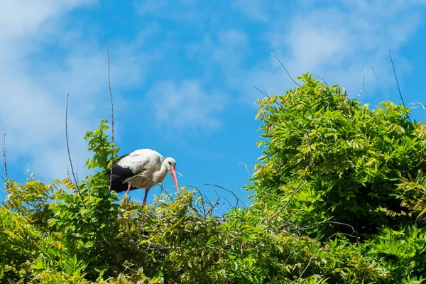 İlkbaharda vahşi hayatta güzel leylekler, Lombardiya, İtalya 