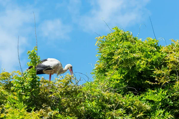 İlkbaharda vahşi hayatta güzel leylekler, Lombardiya, İtalya 