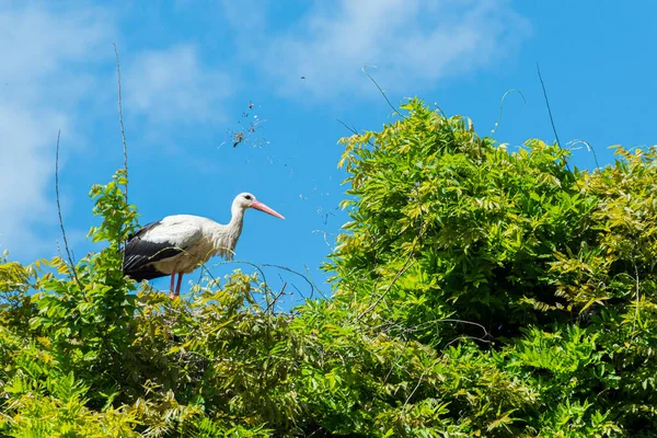 İlkbaharda vahşi hayatta güzel leylekler, Lombardiya, İtalya 