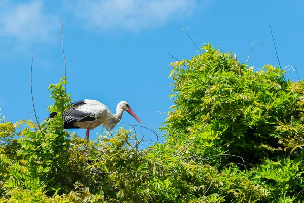 İlkbaharda vahşi hayatta güzel leylekler, Lombardiya, İtalya 