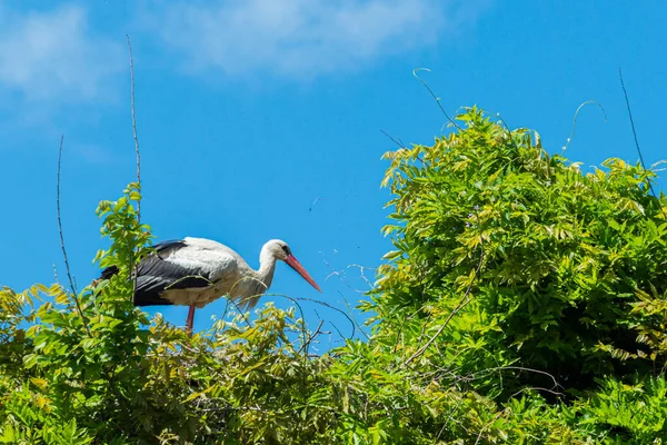 İlkbaharda vahşi hayatta güzel leylekler, Lombardiya, İtalya 