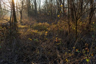 Ticino nehri ile güzel huzurlu doğa manzarası, İtalya