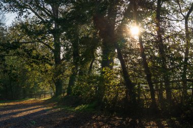 Güzel sonbahar sahnesi sabah, matemli, Lombardiya, İtalya