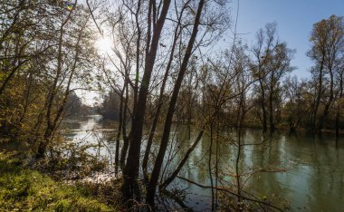Sonbahar boyunca sakin nehirde yansıyan ağaçlar