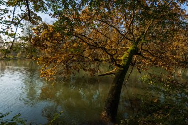 Sonbahar boyunca sakin nehirde yansıyan ağaçlar