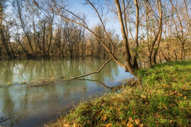 Sonbahar boyunca sakin nehirde yansıyan ağaçlar