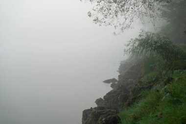 Nehir kıyısı ve bitki örtüsüyle sisli manzara 