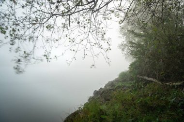 Nehir kıyısı ve bitki örtüsüyle sisli manzara   