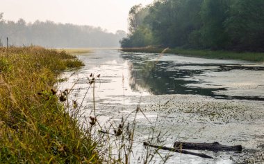 Sakin nehir ve bitki örtüsü sisli bir sabahta kıyıda