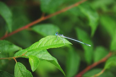 Yeşil yapraklı yusufçuk.