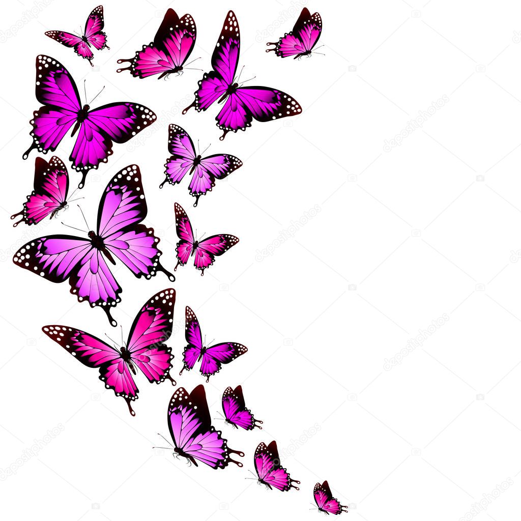 Colorful vector illustration of beautiful pink butterflies isolated on white background
