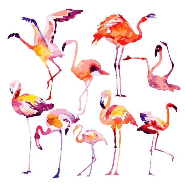 Güzel suluboya flamingolar, beyaz arka plan üzerinde izole vektör çizim