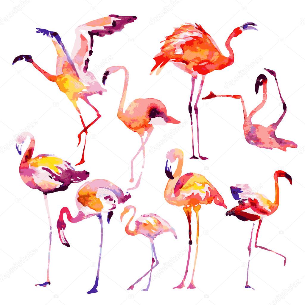 Beautiful watercolor flamingos, vector illustration isolated on white background