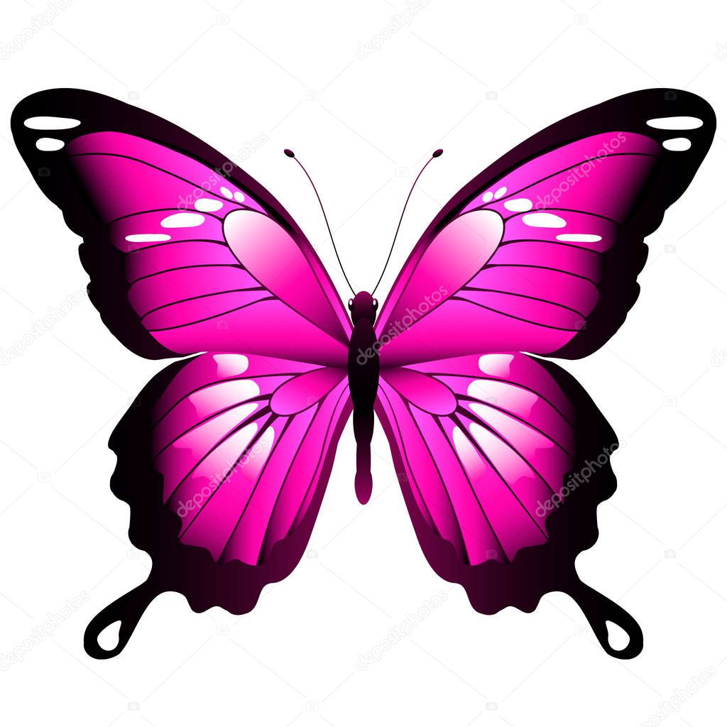 bright pink butterfly isolated on white background, vector, illustration