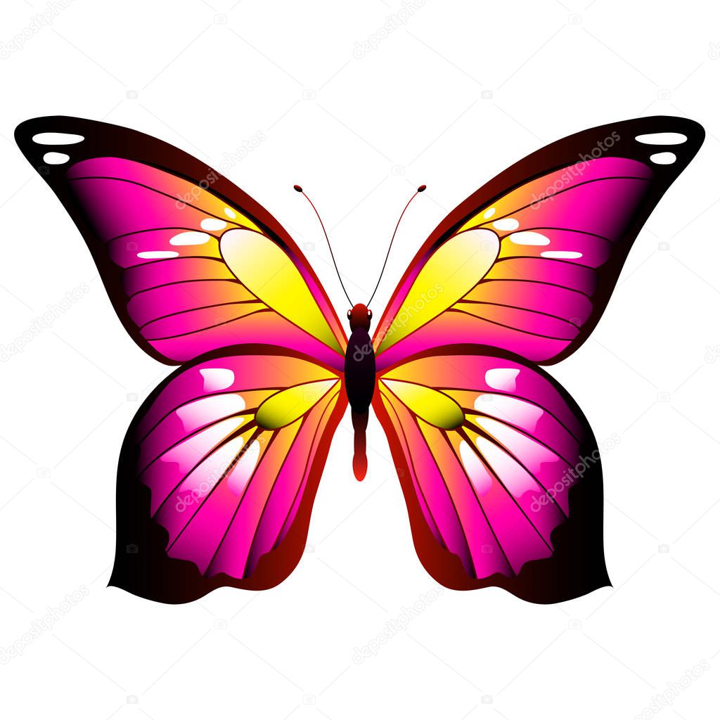 bright pink butterfly isolated on white background, vector, illustration