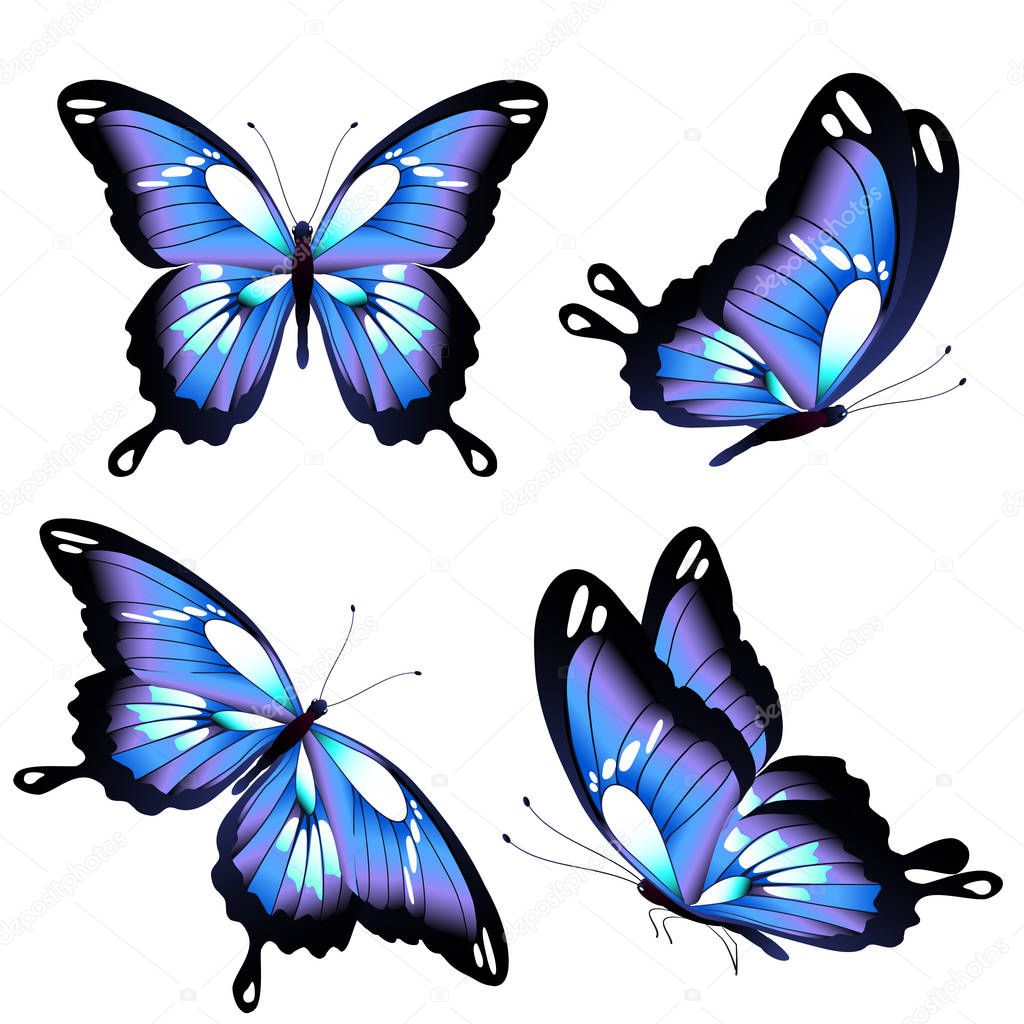 postal card with collection of colorful flying butterflies isolated on white background, vector, illustration 