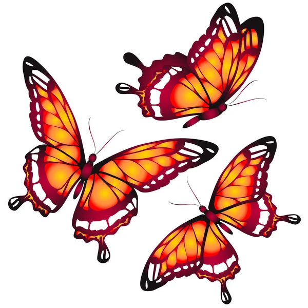 Sbírka Motýlů Letní Oranžové Izolovaných Bílém Pozadí Vektor Ilustrace — Stockový vektor