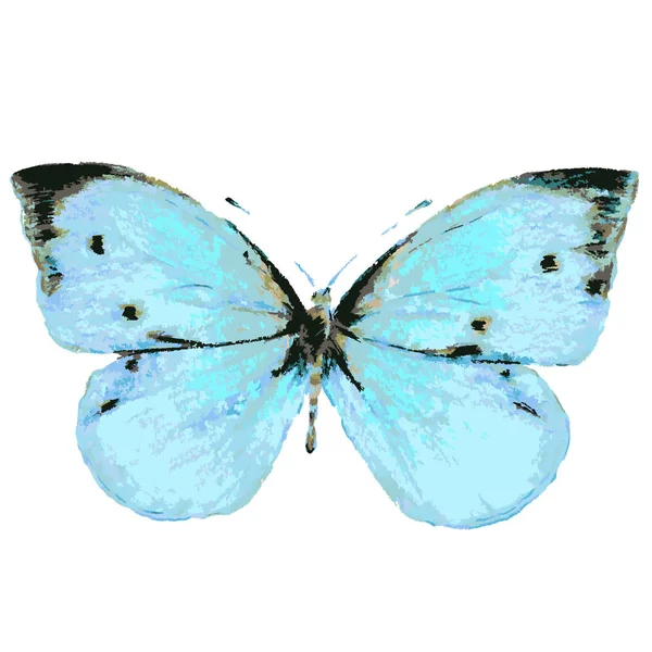 Blauwe Vlinder Geïsoleerd Een Witte Achtergrond Vector Illustratie — Stockvector