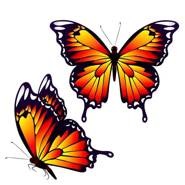 Collectie Voor Zomer Oranje Vlinders Geïsoleerd Een Witte Achtergrond Vector — Stockvector