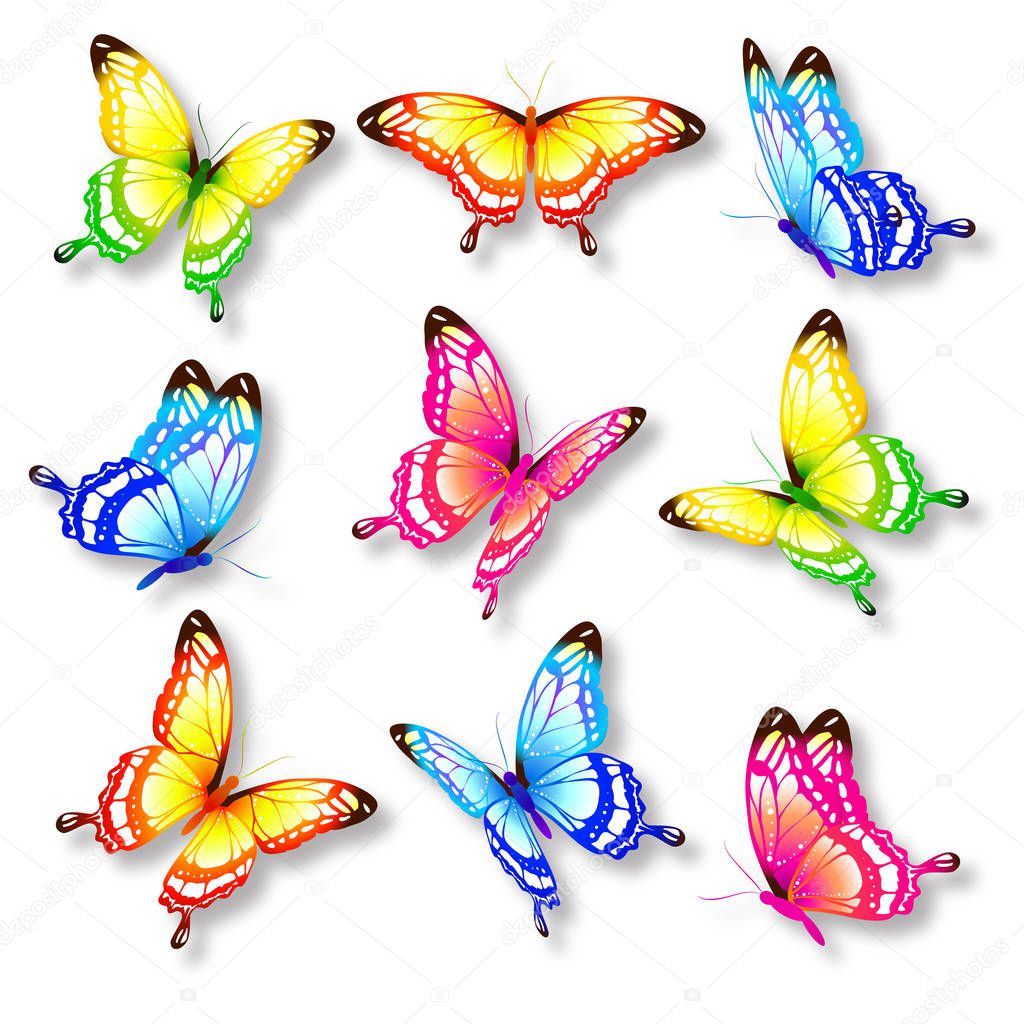 postal card with collection of colorful flying butterflies isolated on white background, vector, illustration