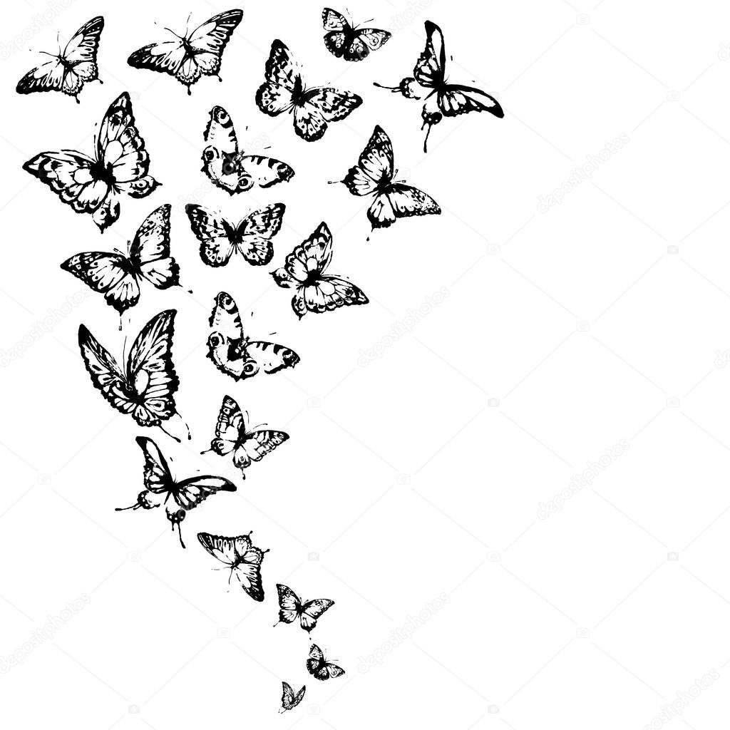 sketch of summer black butterflies isolated on white background, vector, illustration