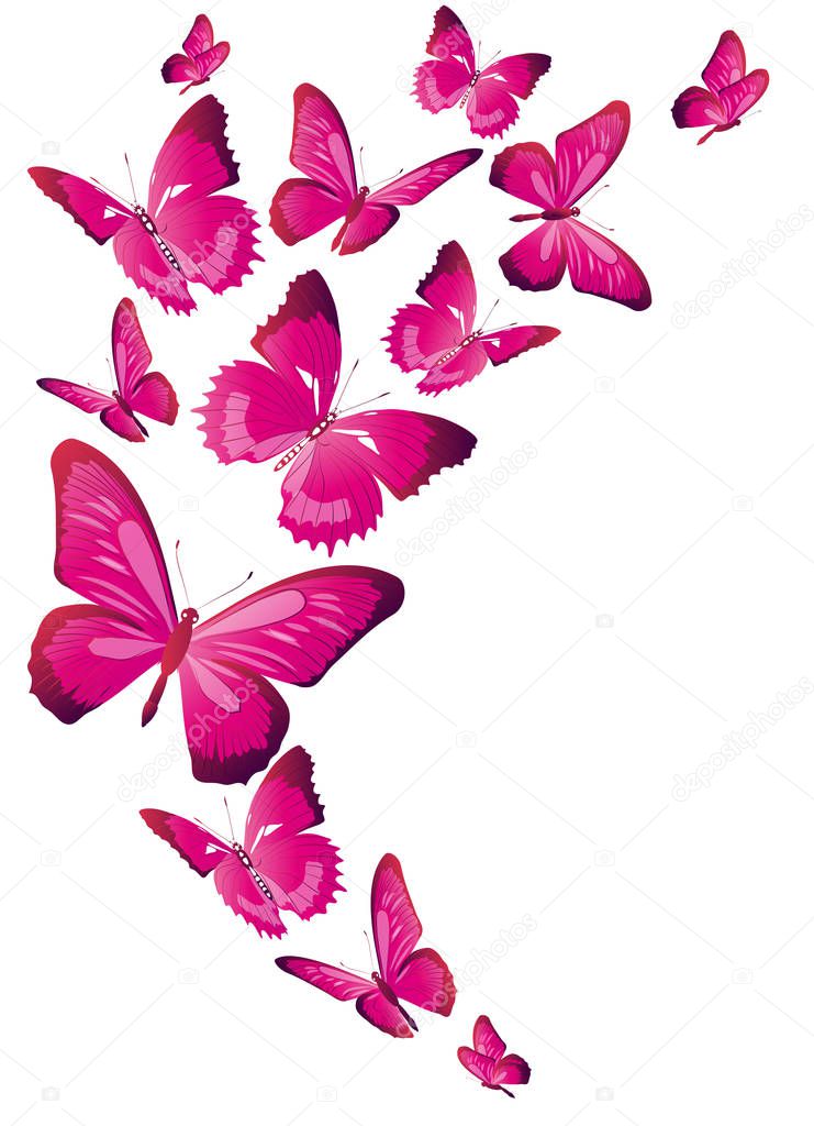 postal card with set of pink flying butterflies isolated on white background, vector, illustration