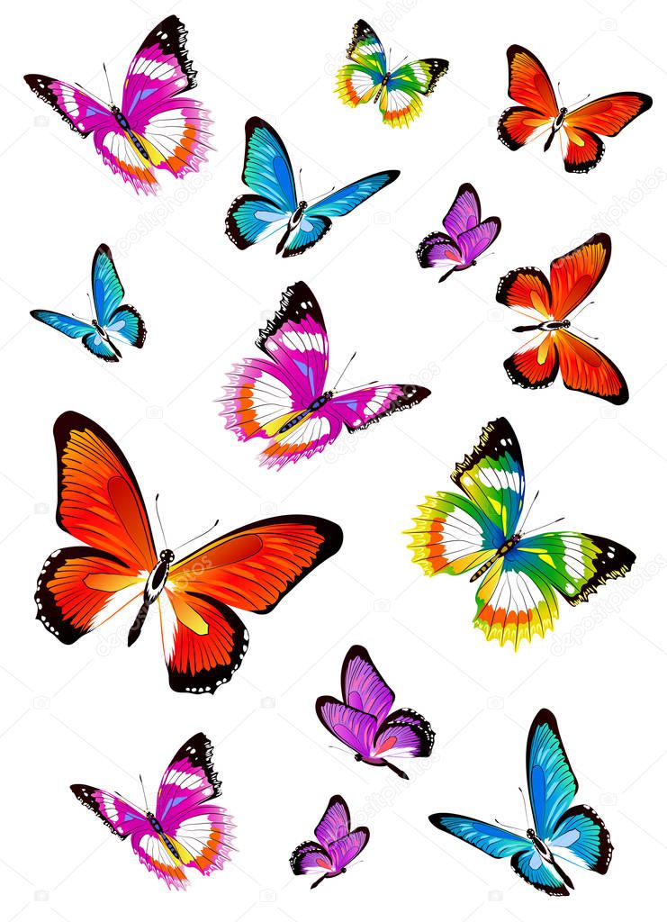 set of bright beautiful butterflies isolated on white background, vector, illustration