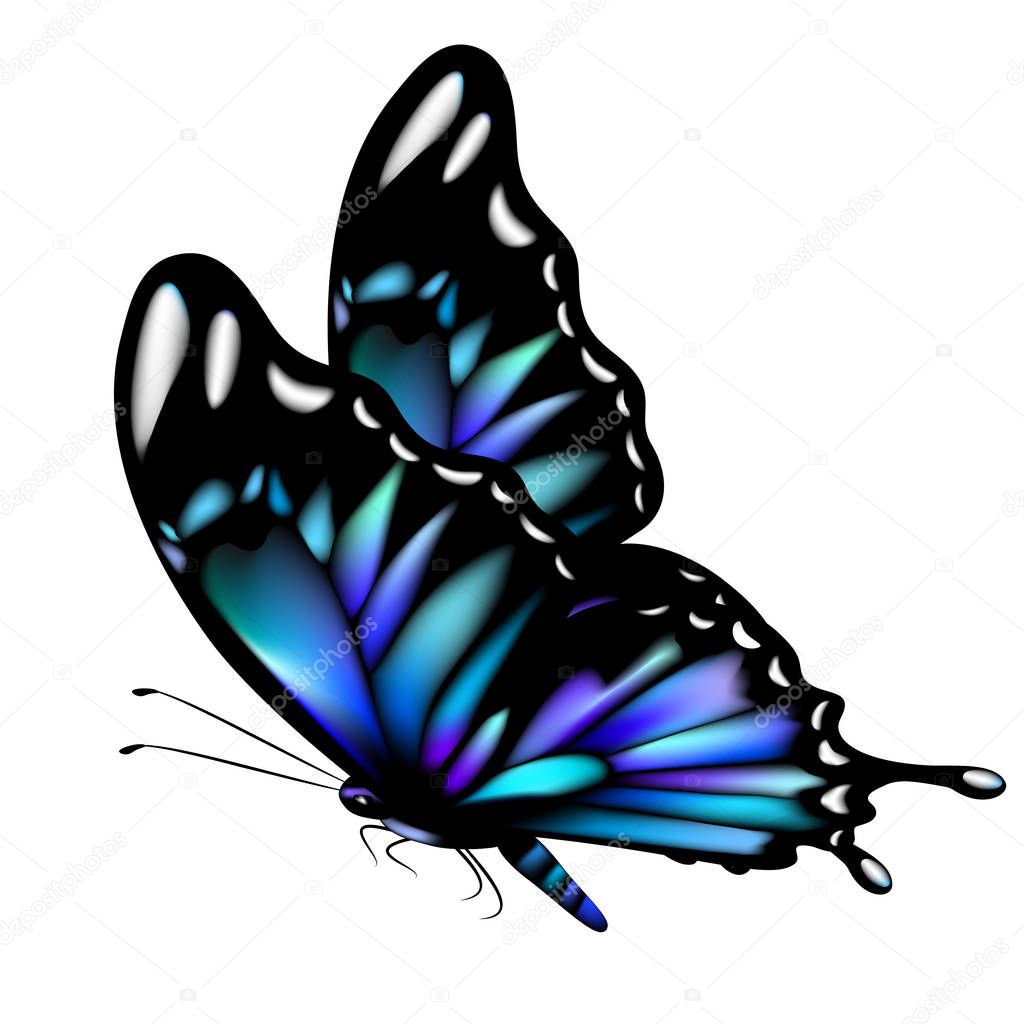 blue butterfly isolated on white background, vector, illustration