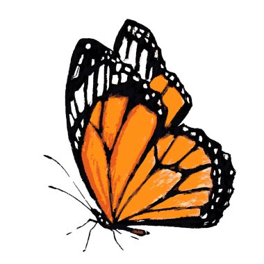 Beyaz arka plan, vektör, illüstrasyon izole turuncu kelebek