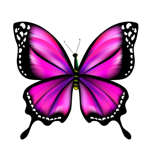 Bella Farfalla Viola Isolato Sfondo Bianco Vettore Illustrazione — Vettoriale Stock