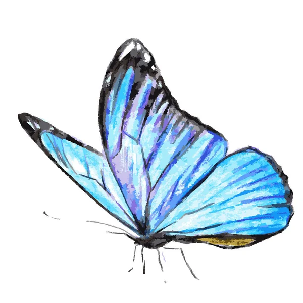 Prachtige Blauwe Vlinder Geïsoleerd Een Witte Achtergrond Vector Illustratie — Stockvector