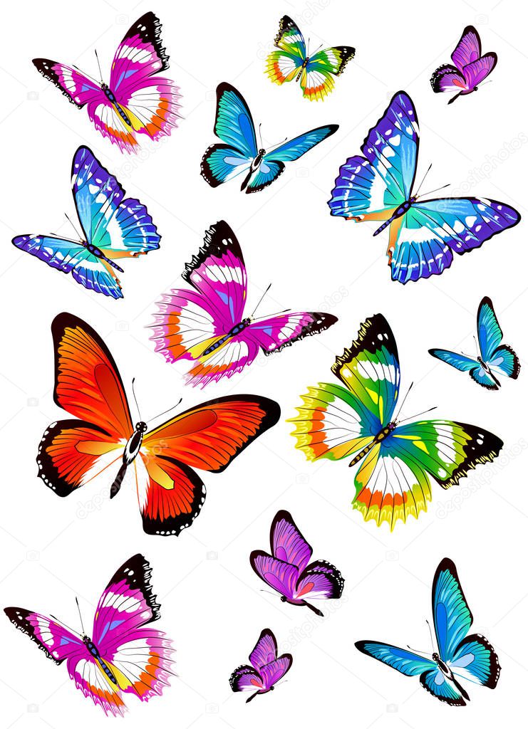 collection of colorful butterflies isolated on white background, vector, illustration