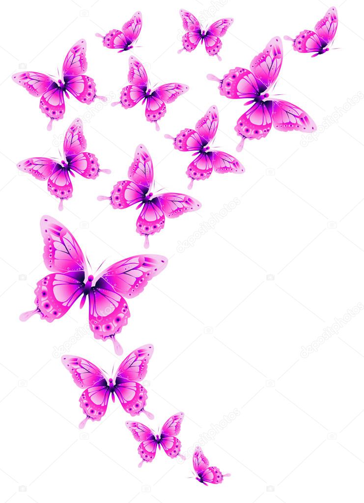 beautiful pink butterflies isolated on white background, vector, illustration