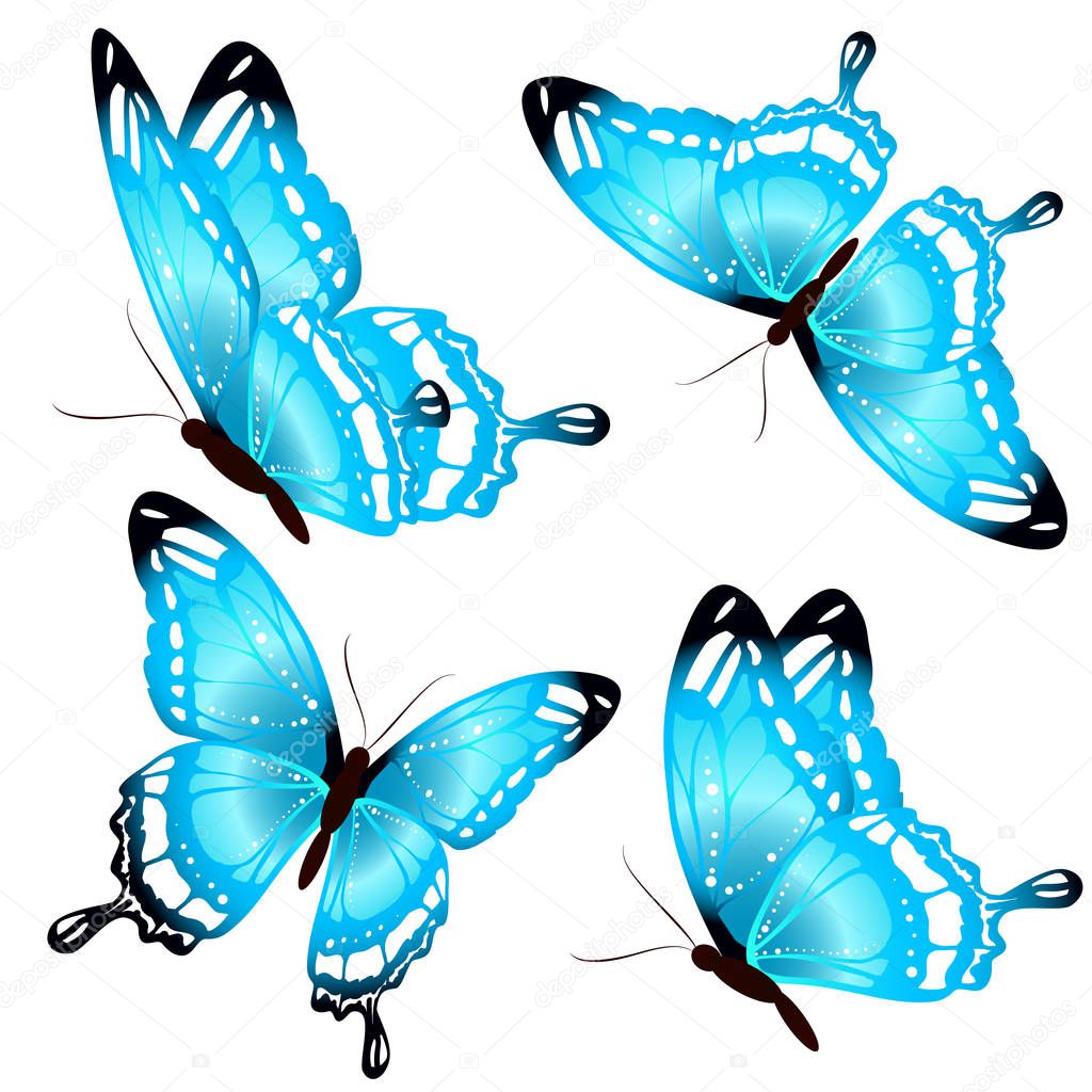 set of bright blue beautiful butterflies isolated on white background, vector, illustration