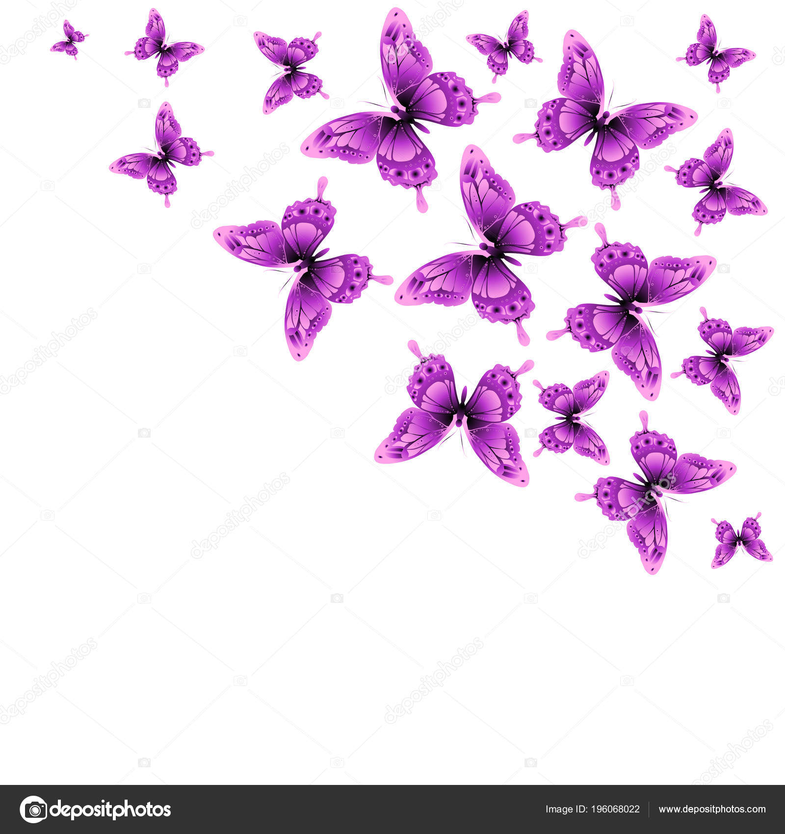 一套紫色美丽的蝴蝶孤立在白色背景图库矢量图©aboard 196068022