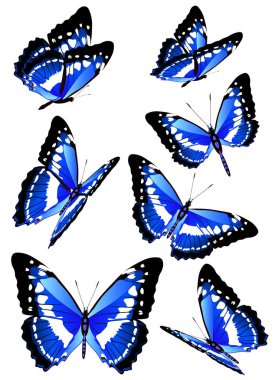 parlak mavi güzel uçan kelebekler beyaz arka plan, vektör, illüstrasyon izole kümesi