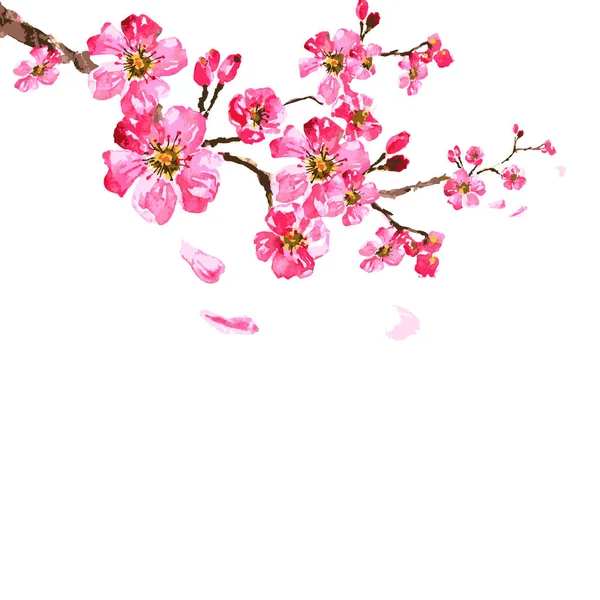 Rama Cerezo Dibujado Mano Con Flores Color Rosa Aisladas Sobre — Archivo Imágenes Vectoriales