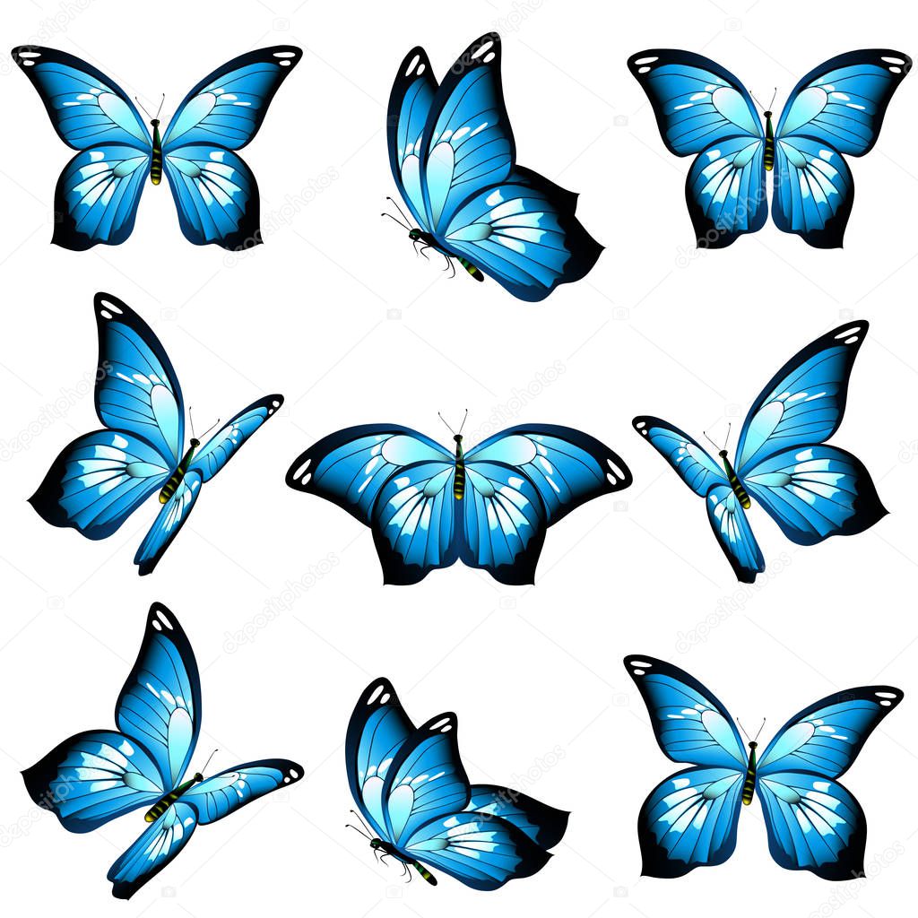 set of azure beautiful butterflies isolated on white background, vector, illustration