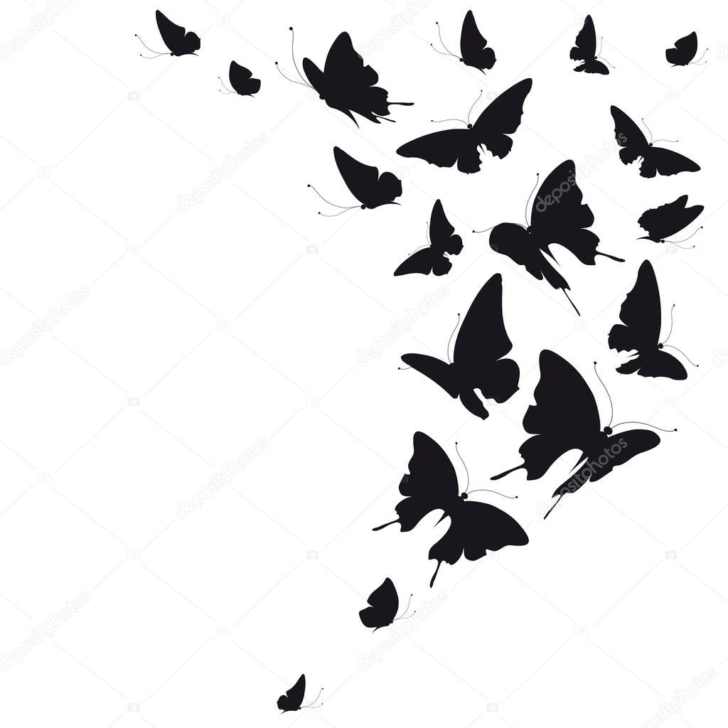 set of flying butterflies isolated on white background, vector, illustration
