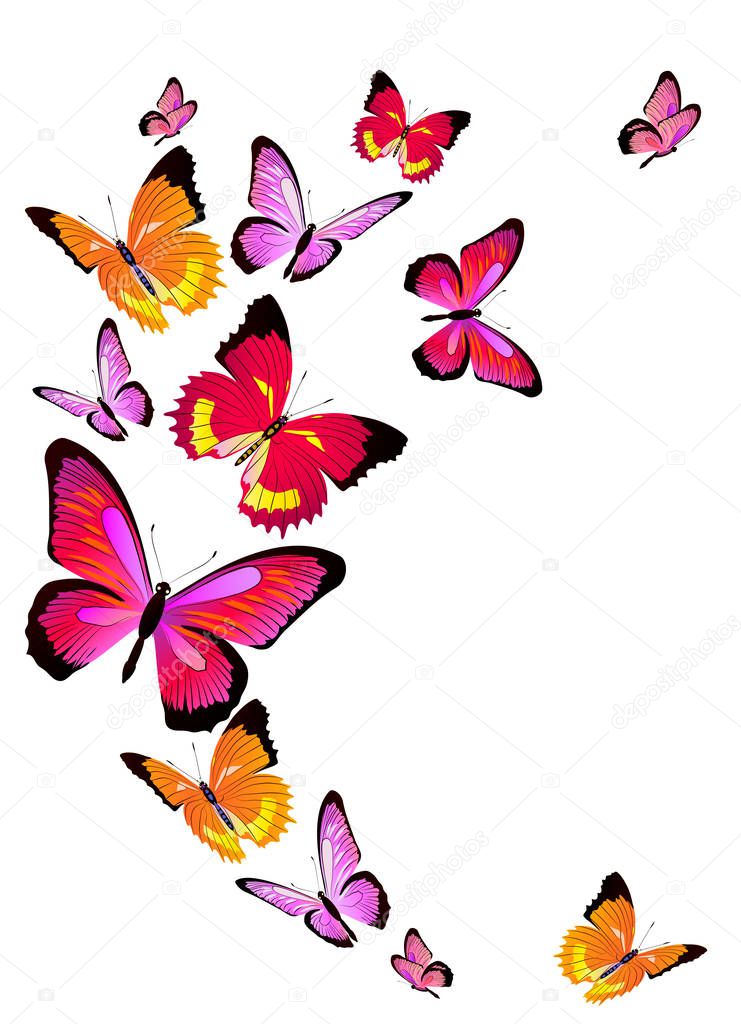 set of bright flying butterflies isolated on white background, vector, illustration