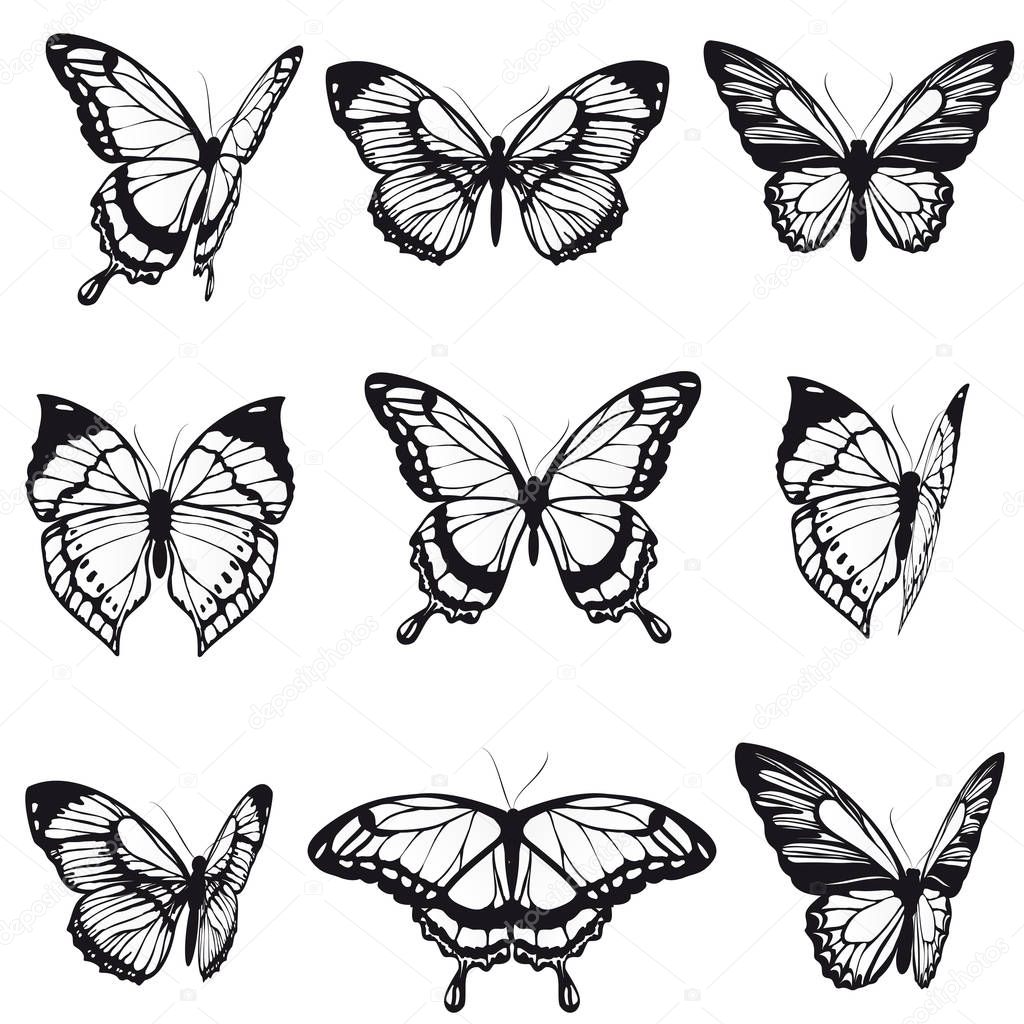 rows of black butterflies isolated on white background, vector, illustration