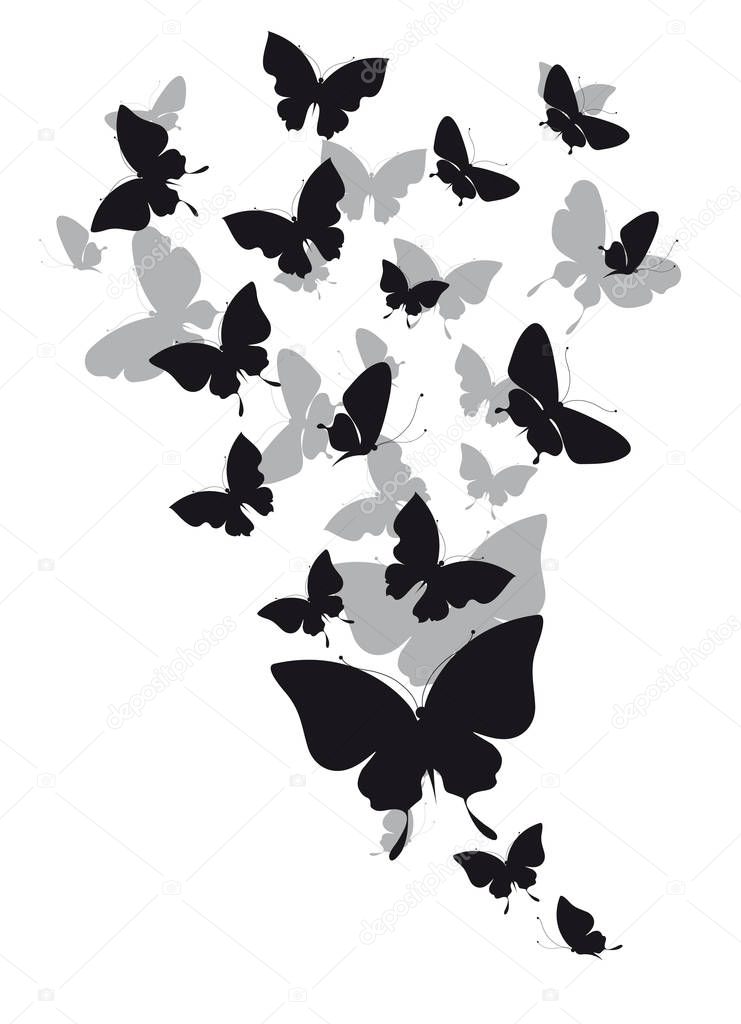 set of flying butterflies isolated on white background, vector, illustration