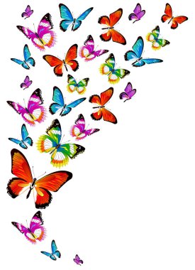 Beyaz arka plan, vektör, illüstrasyon izole renkli uçan kelebekler koleksiyonu ile posta kartı 