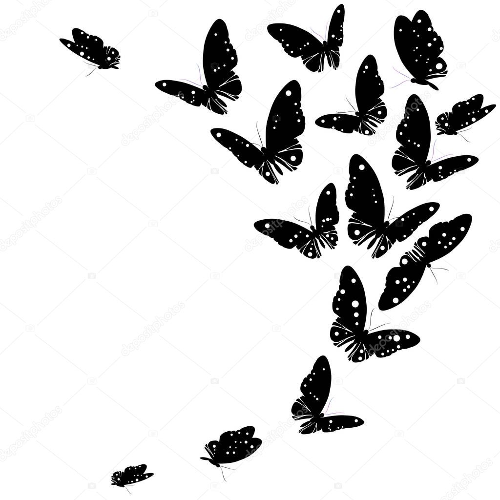 postal card with collection of black flying butterflies isolated on white background, vector, illustration
