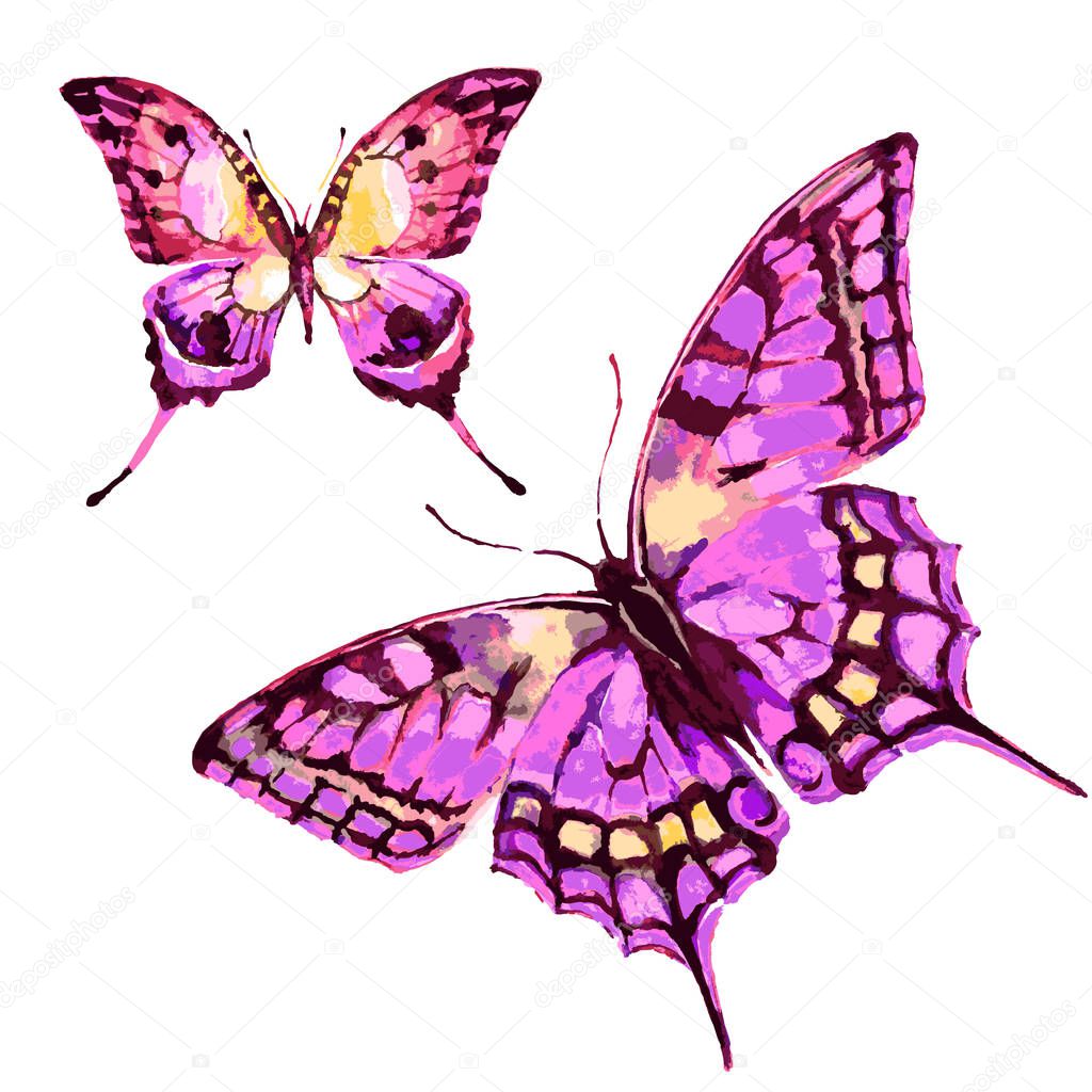 bright watercolor butterfly isolated on white background, vector, illustration