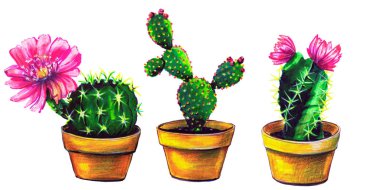 kaktüs, beyaz izole lezzetli bitkilerin ayarla