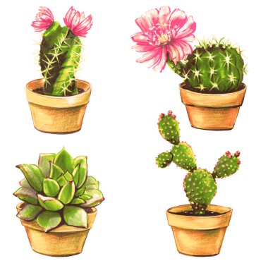 kaktüs, beyaz izole lezzetli bitkilerin ayarla