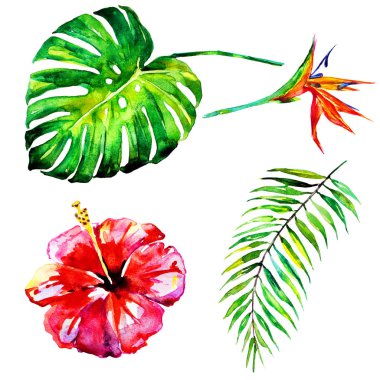 güzel tropikal palmiye yaprakları ve çiçekleri, suluboya