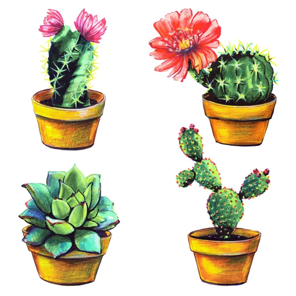 kaktüs, beyaz izole lezzetli bitkilerin ayarla