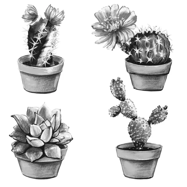 Cactus Set Succulent Plants Isolated White — Stock Photo, Image